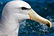 Shy albatross