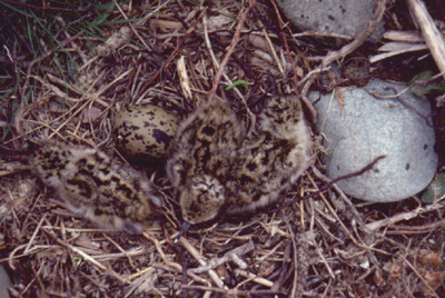 chicks in nest
