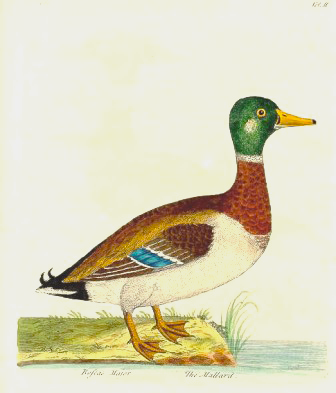 Albin Mallard duck