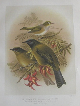 bellbird and silver eye