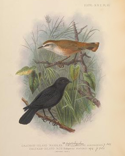 Black robin and Chatham Island warbler