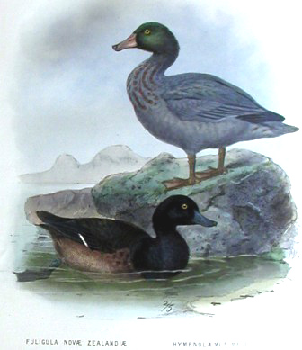 blue duck and scaup