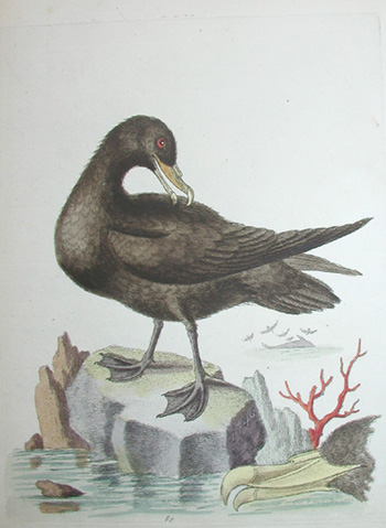 Taiko, Black petrel, George Edwards, artist