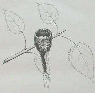 Piwakawaka (Fantail nest)