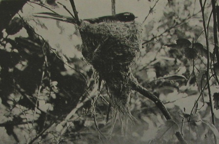 fantail nest