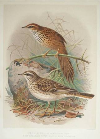 fernbird and NZ pipit