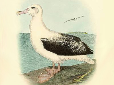 Royal albatross | Toroa