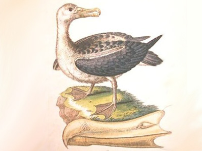 Wandering albatross | Toroa