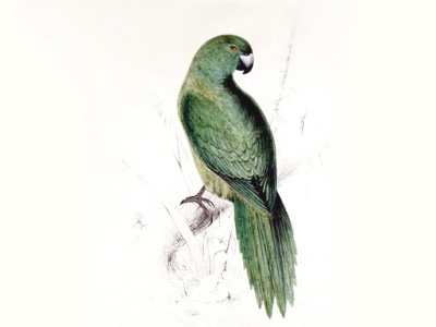 Antipedes Island parakeet