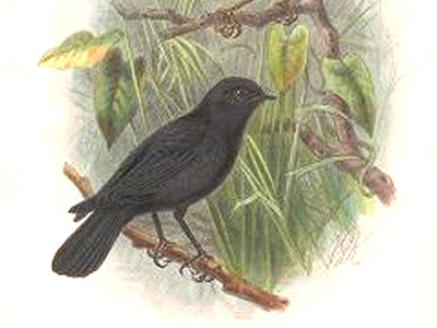 Black robin