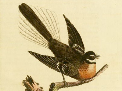 Fantail, Piwakawaka