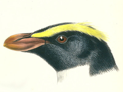 Fantail, Piwakawaka
