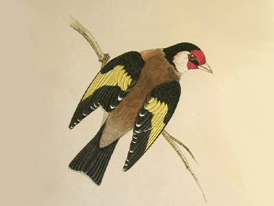 Goldfinch, Kourarini