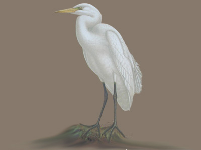 White Heron, Kotuku