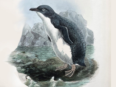 Kororā, Little blue penguin
