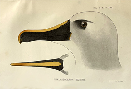 Yellow-nosed albatross, Ibis, 1914