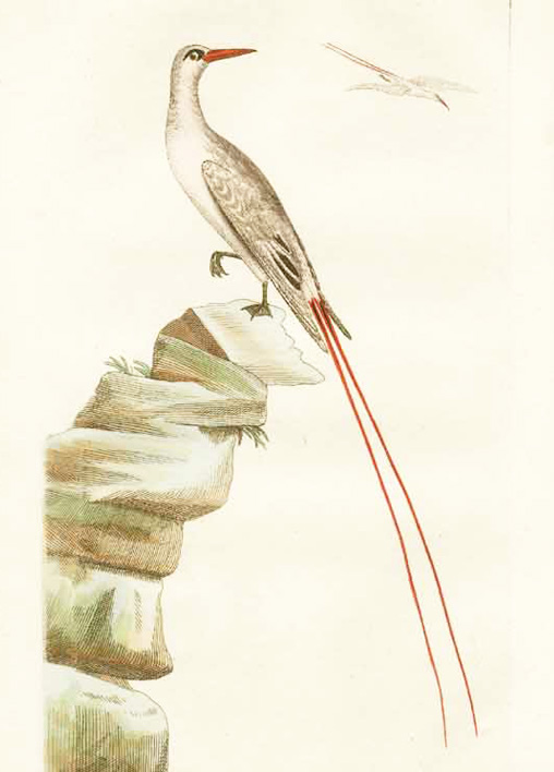 Amokura, red-tailed tropicbird