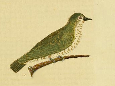Pipiwharauroa, shinning cuckoo