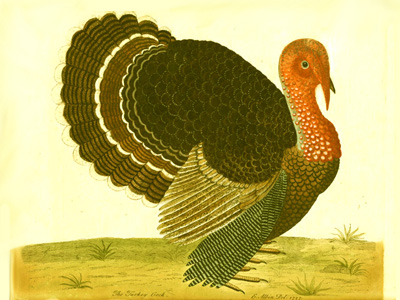 Wild turkey, Korukoru