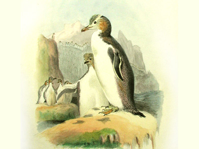 Hoiho, Yellow-eyed penguin