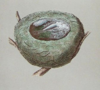 goldfinch nest