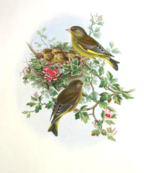 greenfinch nest