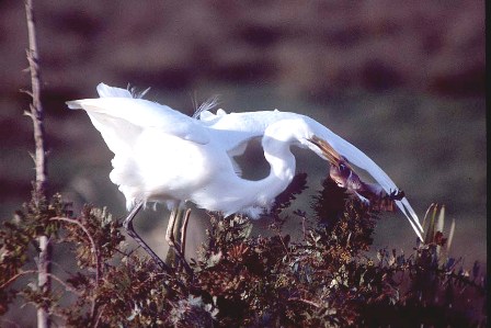 Kōtuku with chaffinch prey