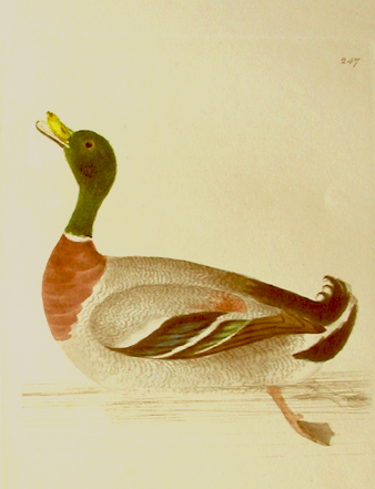 Mallard duck, William Lewin