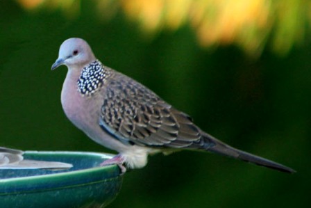 malay spotted dove