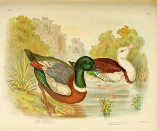 Rakiraki, Mallard duck and common shell duck