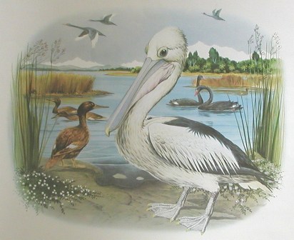 New Zealand pelican