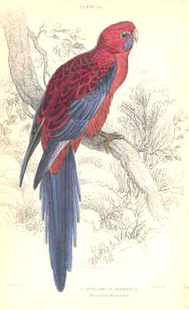 Pennant's parakeet