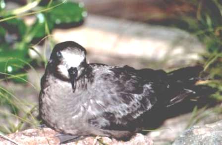 grey-faced petrel