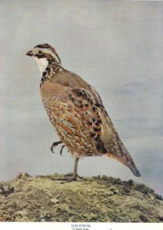 Bobwhite quail