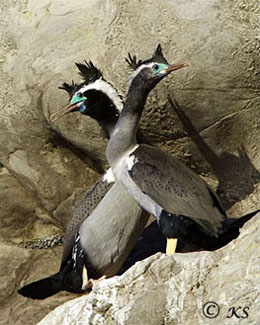 Spotted Shags in breeding plumage
