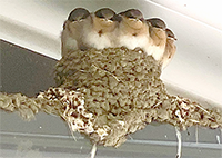 Swallow nest with 5 chicks peering out