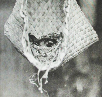 Tauhou (Silever Eye nest)
