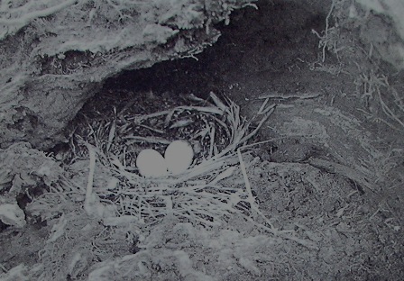 saddleback nest