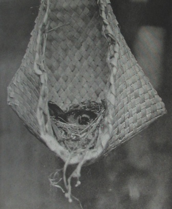 saddleback nest