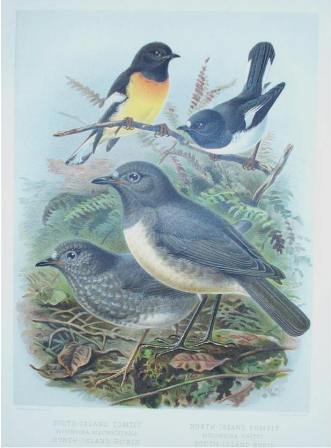 New Zealand robin and tomtits