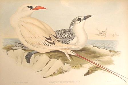Red-tailed tropicbird from Gould's Birds of Australia