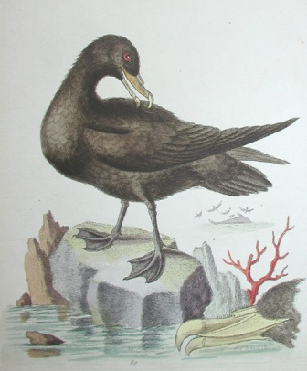 white-chinned petrel