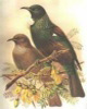 birding (in New Zealand)