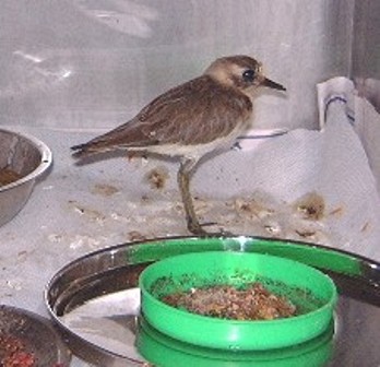 Banded dotterel while in care
