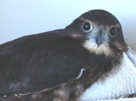 NZ falcon presently in care