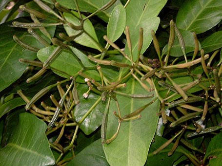 parapara plant