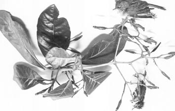 parapara plant with dead birds
