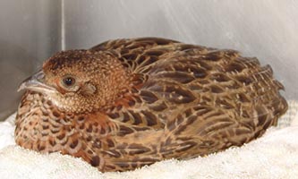 young female pheasant