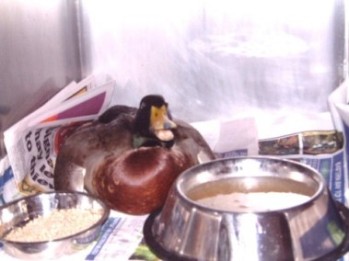 Mallard with botulism symtoms, in care