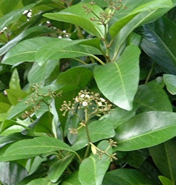 Parapara (Pisonia brunoniana)